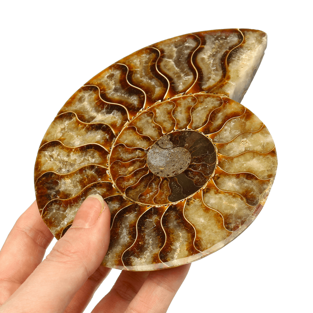 13Cm Large Natural Ammonite Fossil Sea Conch Crystal Specimen Decorations - MRSLM