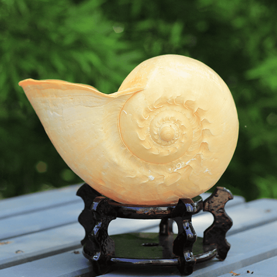 Extra Large Melon Shells Conch Natural Seashell 19-20Cm Beach Home Decorations - MRSLM