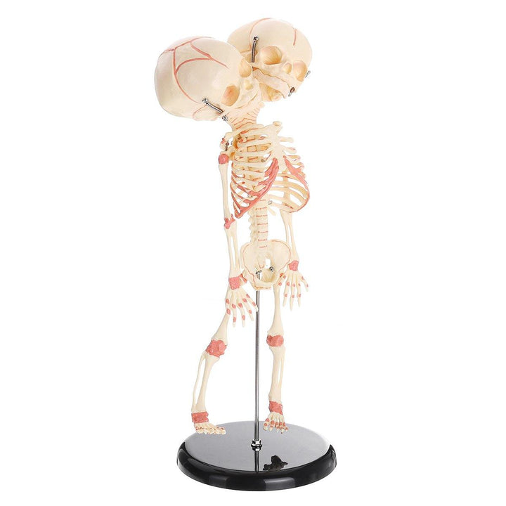 Double Head Baby Anatomy Skull Skeleton Anatomical Brain Anatomy Education Medical Model - MRSLM